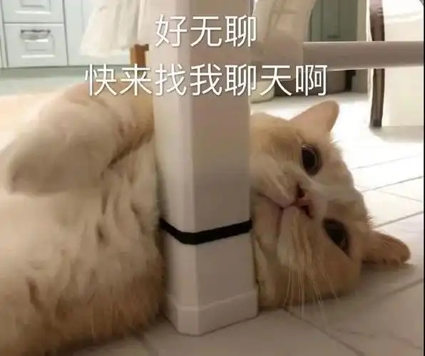 萌宠猫星人好无聊快来找我聊天呆萌可爱gif动图_动态图_表情包下载