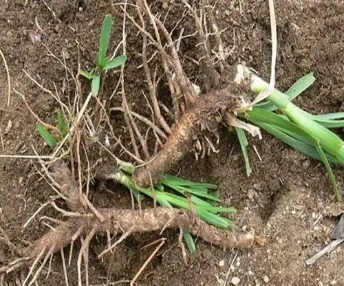 知母种植效益及分析-种子价格-药材种植|药材种苗|药材种子|种植药材