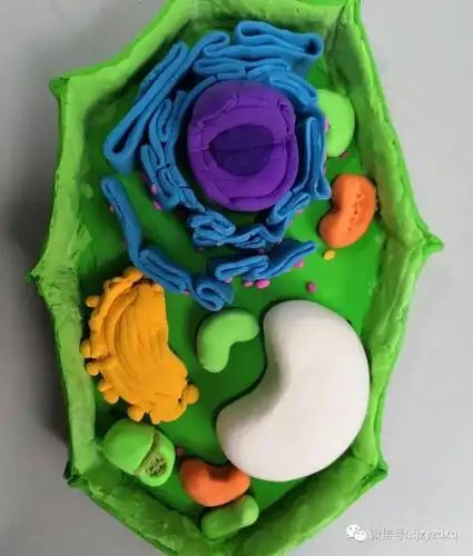 激趣助能,活力提升 | 石家庄一中东校区高一年级举行生物模型制作大赛