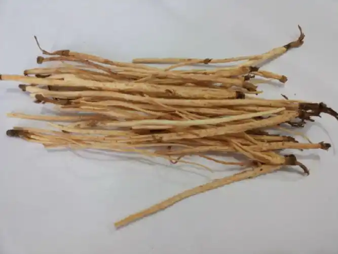 北沙参和南沙参如何区分 教你区分方法