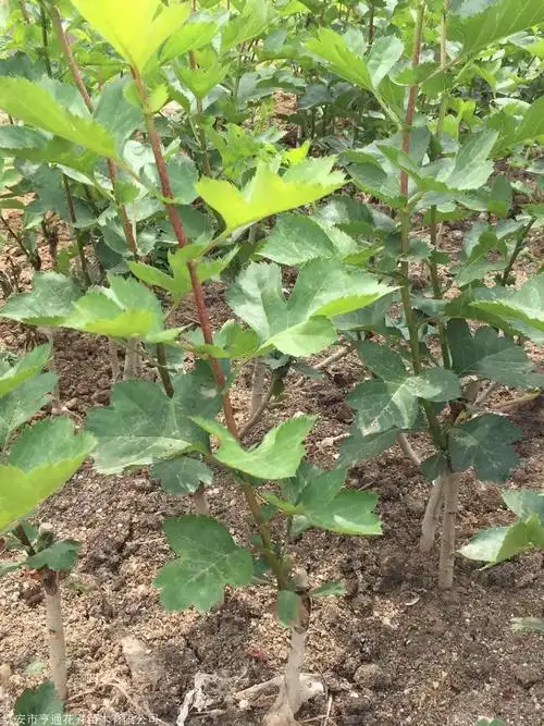 山楂苗什么价格