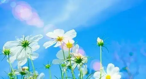 阳光字的含义是什么?