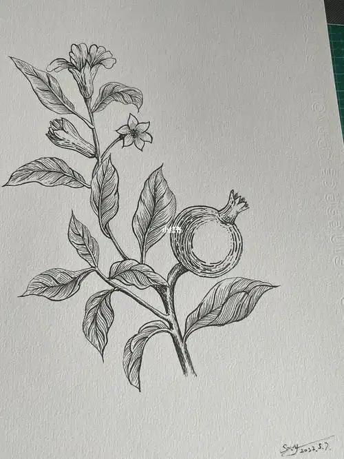 每日一画——石榴花