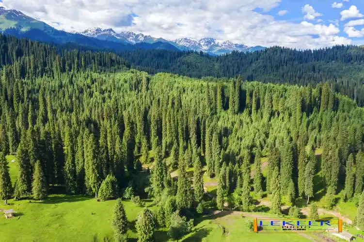 库尔德宁阿热勒村牧区的原始雪岭云杉森林连绵不断,非常茂密壮观!