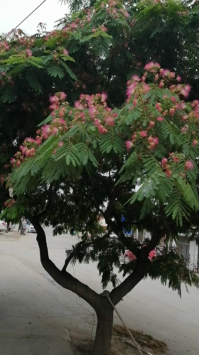 活动作品芙蓉树