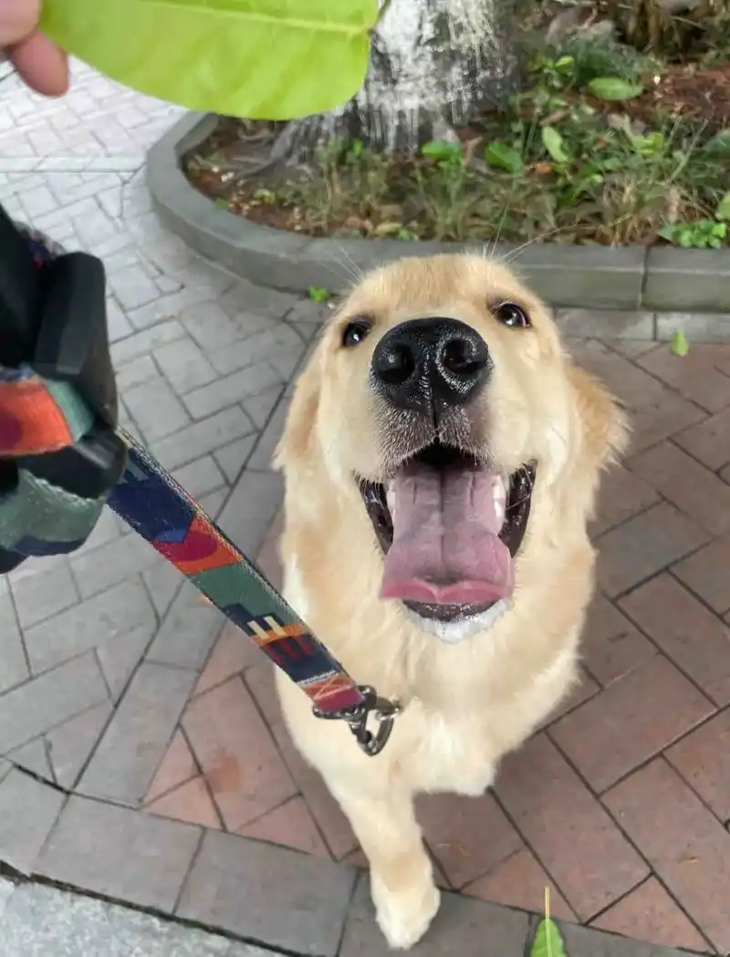 结合养金毛十年大姐的经验!出一份养护大全