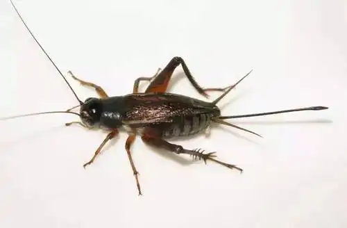 危害方式:叩头甲以幼虫在根际危害地下根系;金龟甲成虫取食嫩芽,新叶