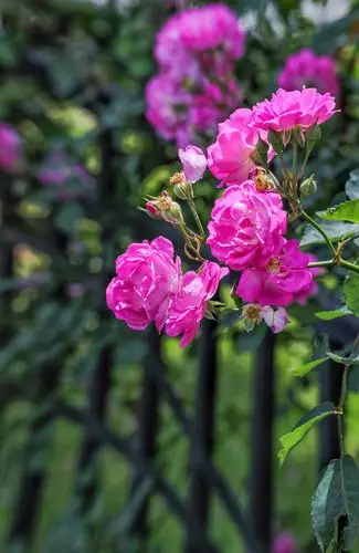 中午在学校对面南园拍摄蔷薇花