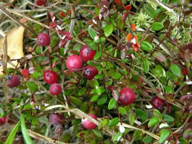 vaccinium oxycoccos linn.