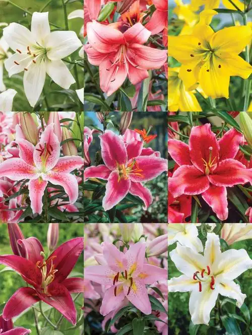 冷门百合品种安利#2