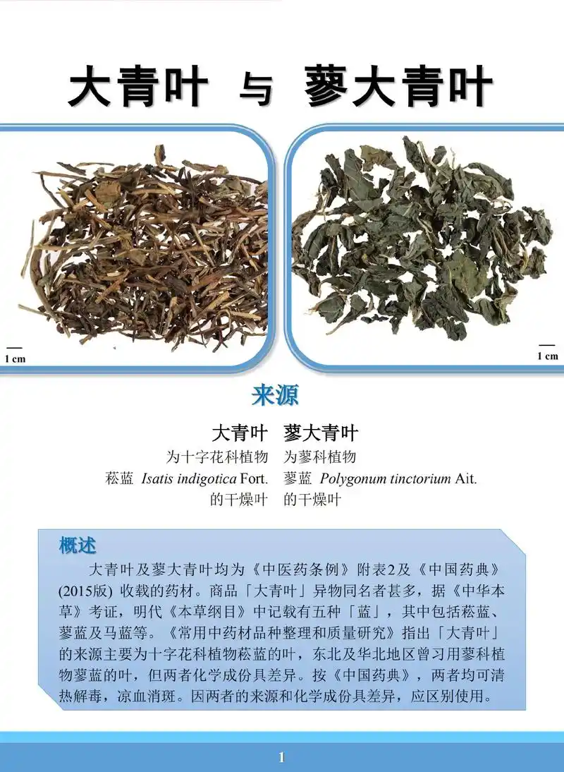 易混淆药材外观与显微鉴定——#大青叶 与 #蓼大青叶 #菘蓝 - 抖音
