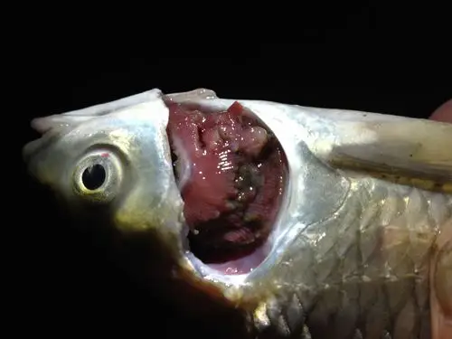 肛门塞是什么样子 0回答 石板鸽大尾巴能要吗 0回答 怎样识别小叶鼠李