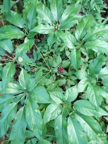 也说那些叫三七的