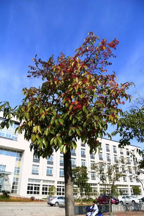 这种树是我们这边马路的一种行道树,现在正好结好好的果子,是什么植物
