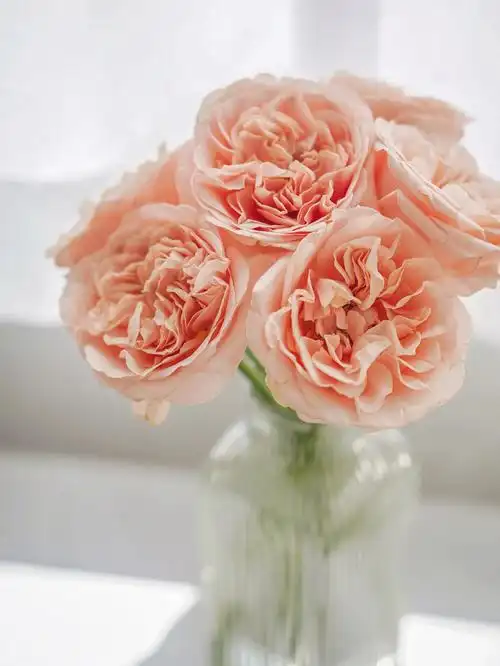 蜜桃系玫瑰夏日恋情