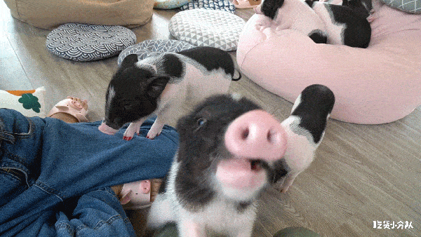 600_338gif 动态图 动图