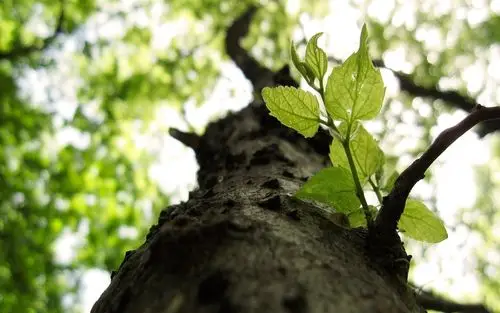 树,树枝,树叶 桌布 | 1440x900 桌布下载 | hk.best-wallpaper.net