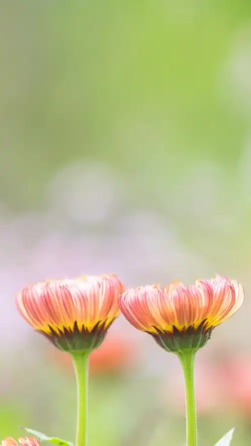 清新淡雅的花卉图片手机壁纸