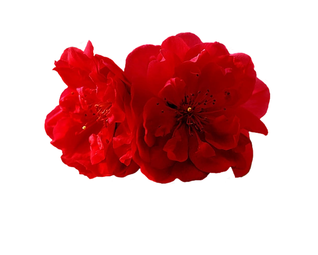 png透明背景素材