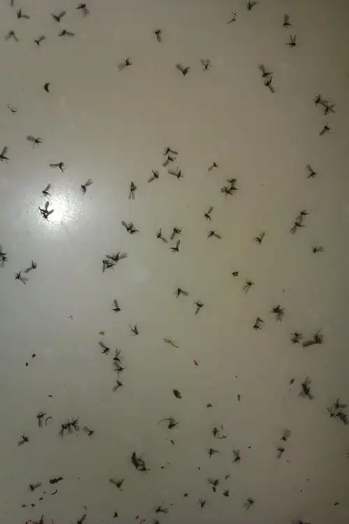 最近家里有很多小黑虫子,花盆里也有,也死了很多在地上和窗台上,请问