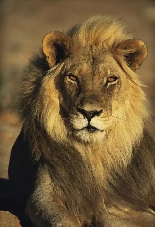 王者藐视一切的眼神