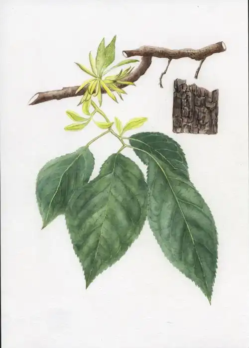 被称作"植物黄金"的树——杜仲:孙英宝植物科学画科普(47)