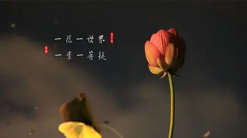 一花一世界一叶一菩提