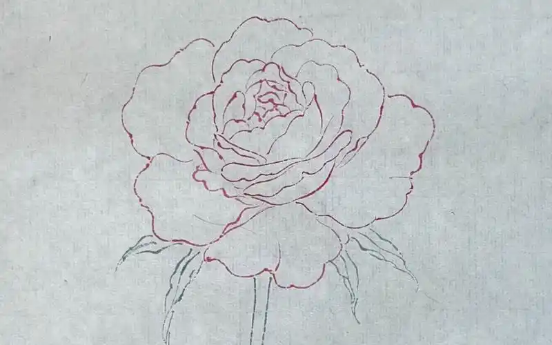 今天画用白描法画一支月季,这样就不会错过花季了95