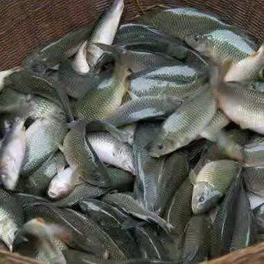 贵州省黔南布依族苗族自治州三都水族自治县禾花鱼 人工养殖 0.05公斤