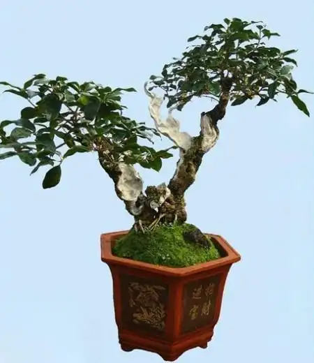 桂花盆景造型技术