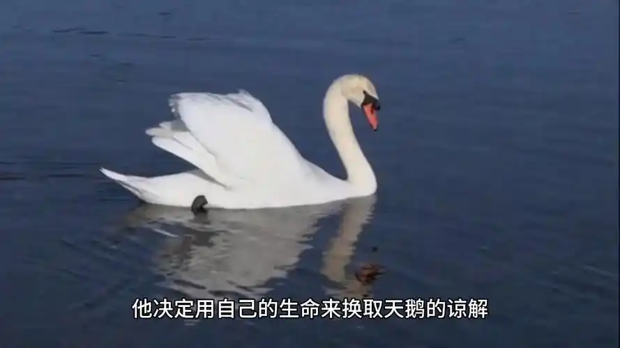 蛤蟆本是痴情种,愿为天鹅惹恶人 ,跪求王母三千载,甘用蛙命换鹅生化去