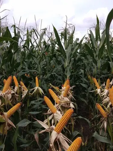 金岭秋季玉米回访