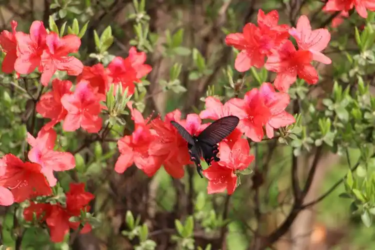 【春分时节莫愁湖摄影图片】生活摄影_太平洋电脑网摄影部落