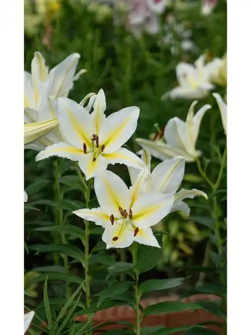 103种百合ii第16种巴费拉里