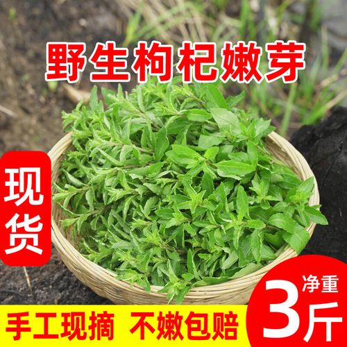 野生枸杞叶菜新鲜枸杞头嫩芽现发现摘养生蔬菜养目农家野菜 250g