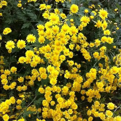 野菊花也有春天