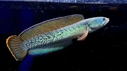 补注:南鳢(即雷龙)虽然是我国的本土鱼,但观赏鱼里的"巴卡雷龙"(学名