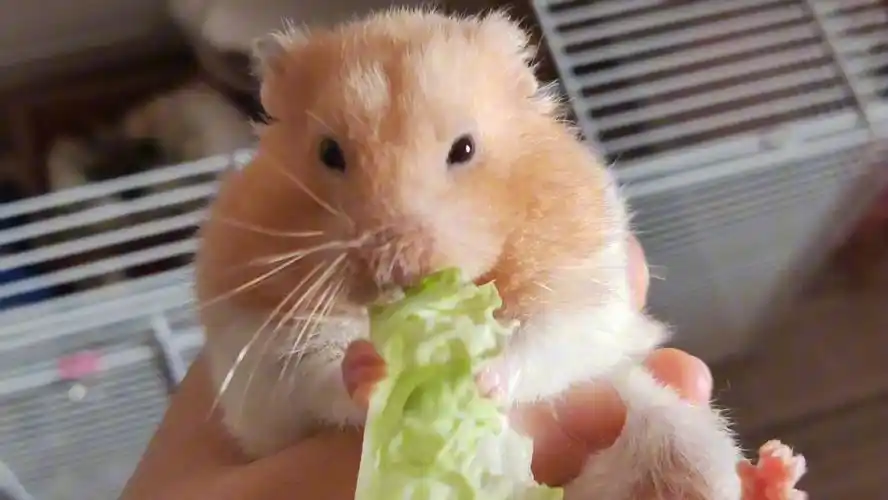 『小yang仓鼠』我爱菜菜菜菜爱我