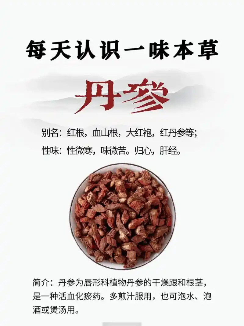 【丹参】每天认识一味中草药92第17天.【别名】红根,血山根 - 抖音