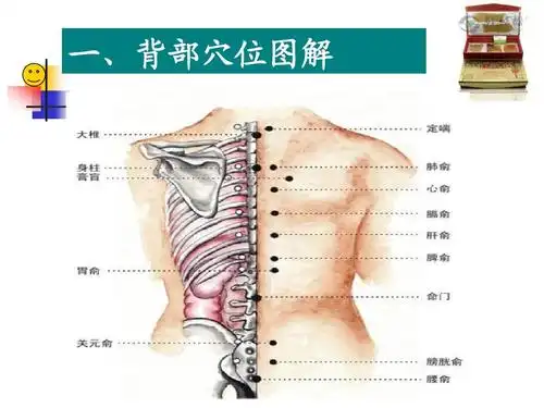 背部刮痧疗法ppt