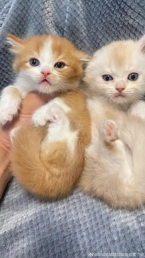 上海猫咪领养##曼基康矮脚猫##英短三花##英短蓝白##英短重点色#佑