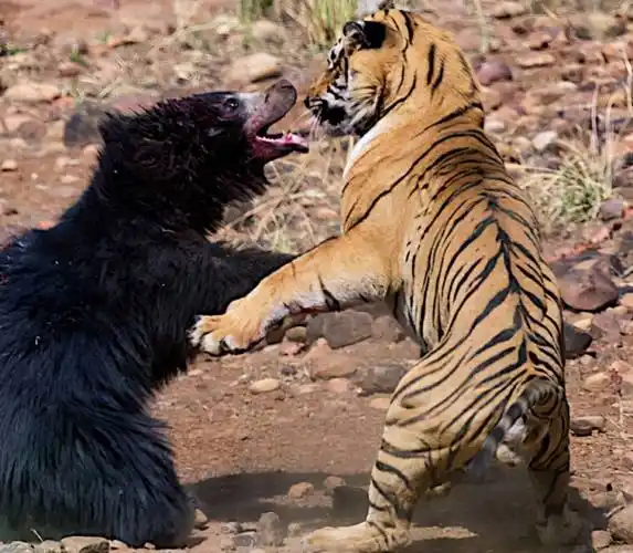 老虎_人类_战斗能力