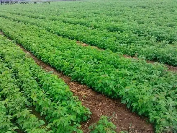 3月可以播种复叶槭吗?