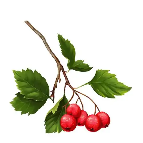 植物插画系列(三)