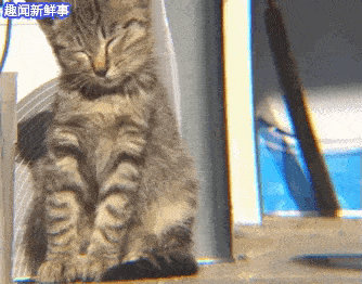 萌物gif动态图可爱萌宠动态图片集锦第五期80张