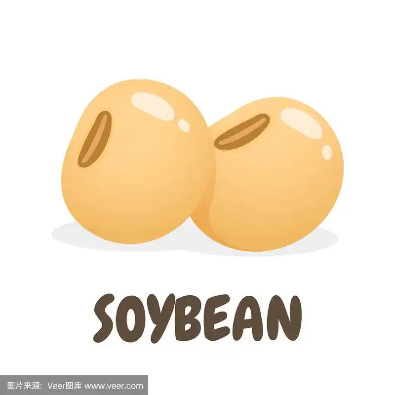 矢量,种子,清新,大豆,白色背景