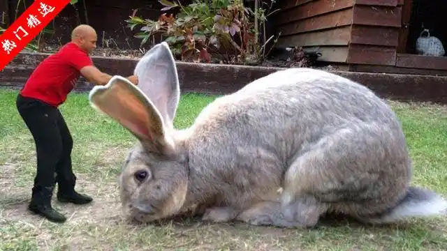 全球最胖的兔子,身体长达12米,谁养迟早都会被它给吃穷了