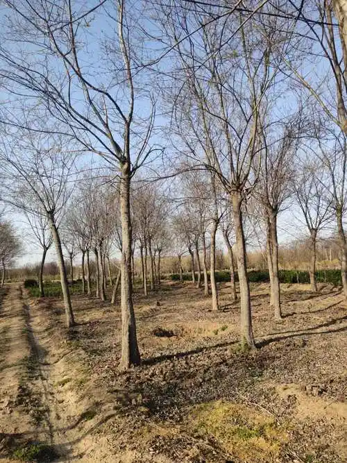 沭阳朴树基地批发,朴树图片,白榉,小叶朴价格表