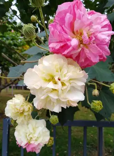 十一月的芙蓉花