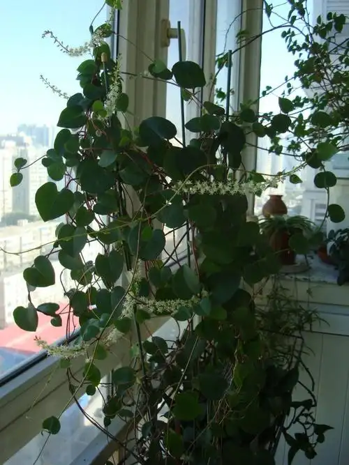 藤三七开花带来的惊喜(一月一花)